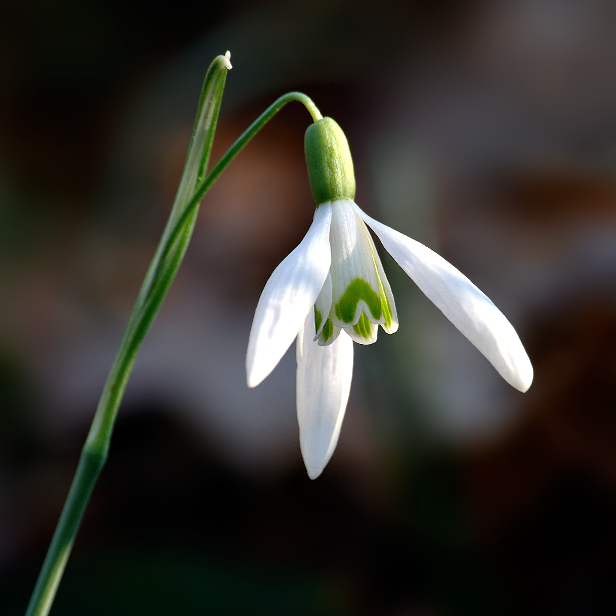 Kleines Schneeglöckchen Galanthus nivalis L. Bienenroute
